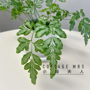 耐阴好养办公室桌 桌面 客厅卧室茶桌 喜阴喜湿植物卫生间 银线蕨