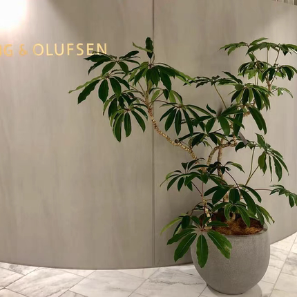 Cottage Mrs 保罗 日本大叶伞    室内观叶 绿植盆栽INS 植物