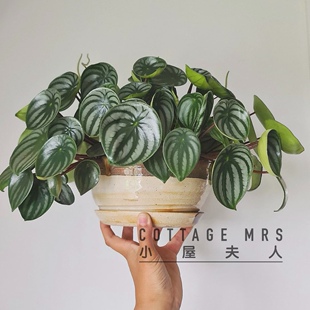 西瓜皮椒草  盆栽 绿植 桌面小植物 室内