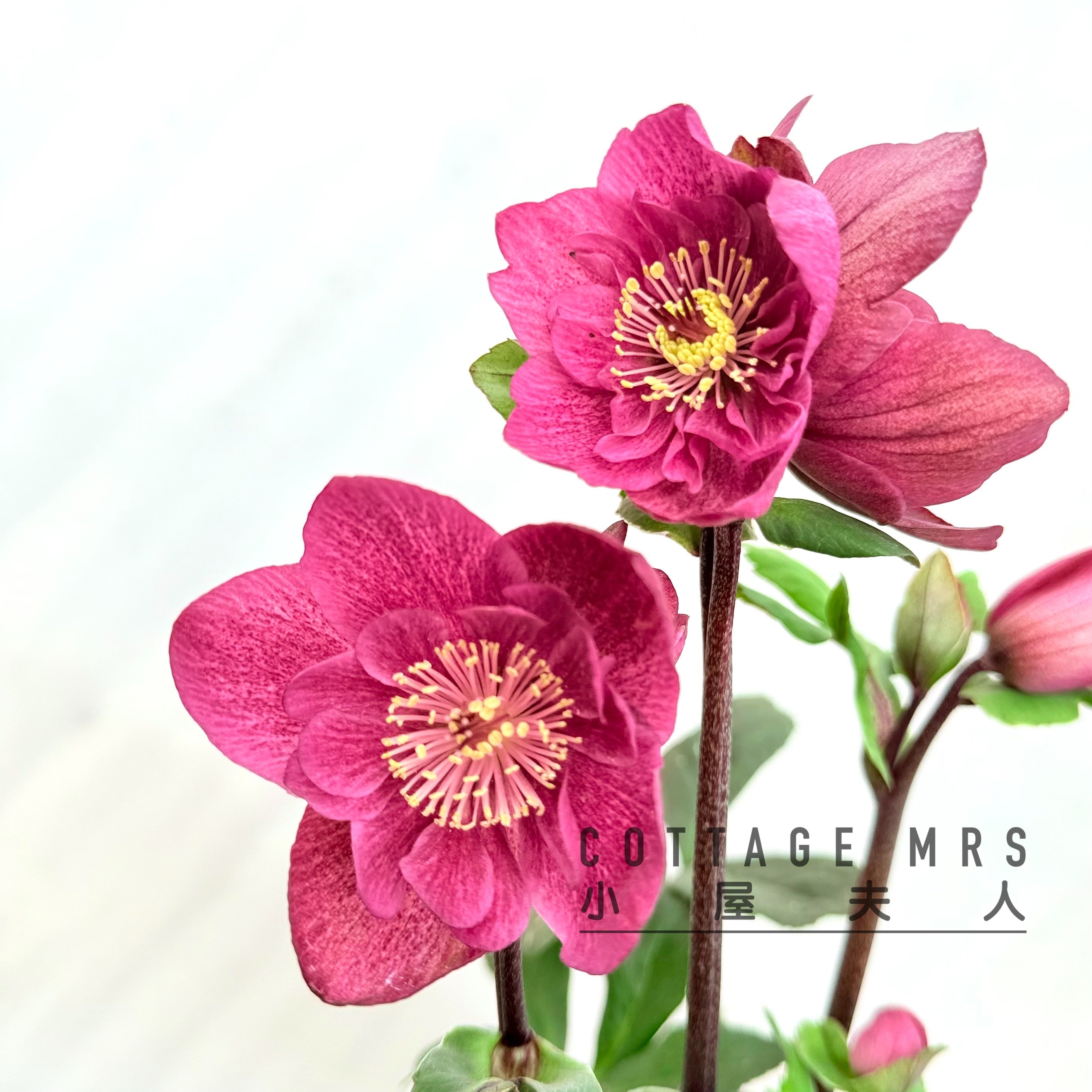 冬日芭蕾  蜜糖铁筷子花 圣诞玫瑰耐寒耐热阳台庭院盆栽