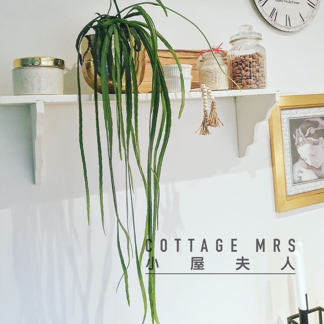 玻利维亚丝苇耐热耐旱耐阴绿植垂吊小众奇特垂吊奇趣阳台窗台常绿