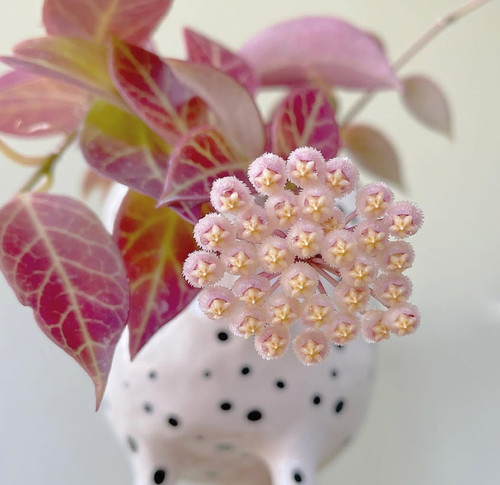 苏奈球兰  室内阳台 客厅垂吊植物盆栽 绿植盆栽叶子容易发红