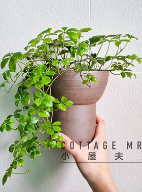 五叶地锦日系观叶植物室内