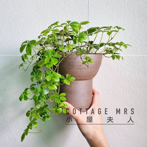 五叶地锦日系观叶植物室内