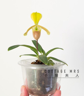 肉饼兜兰绿肉饼超长待机可爱开花兰花室内客厅办公室