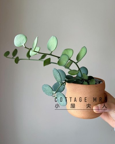 碧雷鼓室内阳台美观绿植