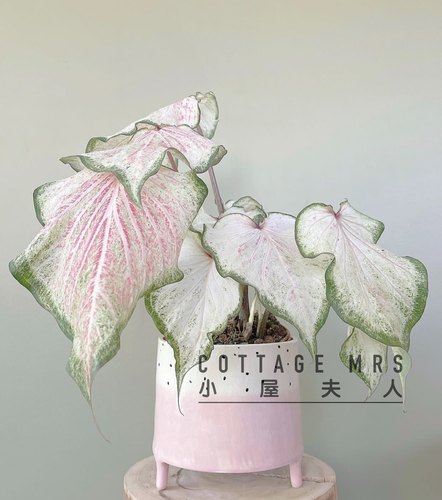 娇羞新娘彩叶芋绿植热植花叶芋室内观叶庭院盆栽造景北欧网红植物