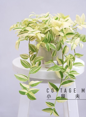 花叶吊竹梅鸭跖草美观客厅阳台