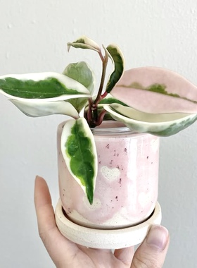 克林克外锦球兰 Hoya Carnosa SSP. Krinkle 8 Albomarginata阳台