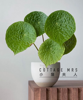 福寿 秋海棠 室内 桌面热带观叶植物阳台客厅好养盆栽绿植