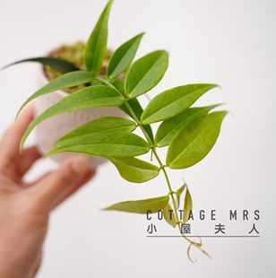 柳氏球兰 Hoya Leucantha  室内 客厅  阳台  窗台 书房绿植盆栽