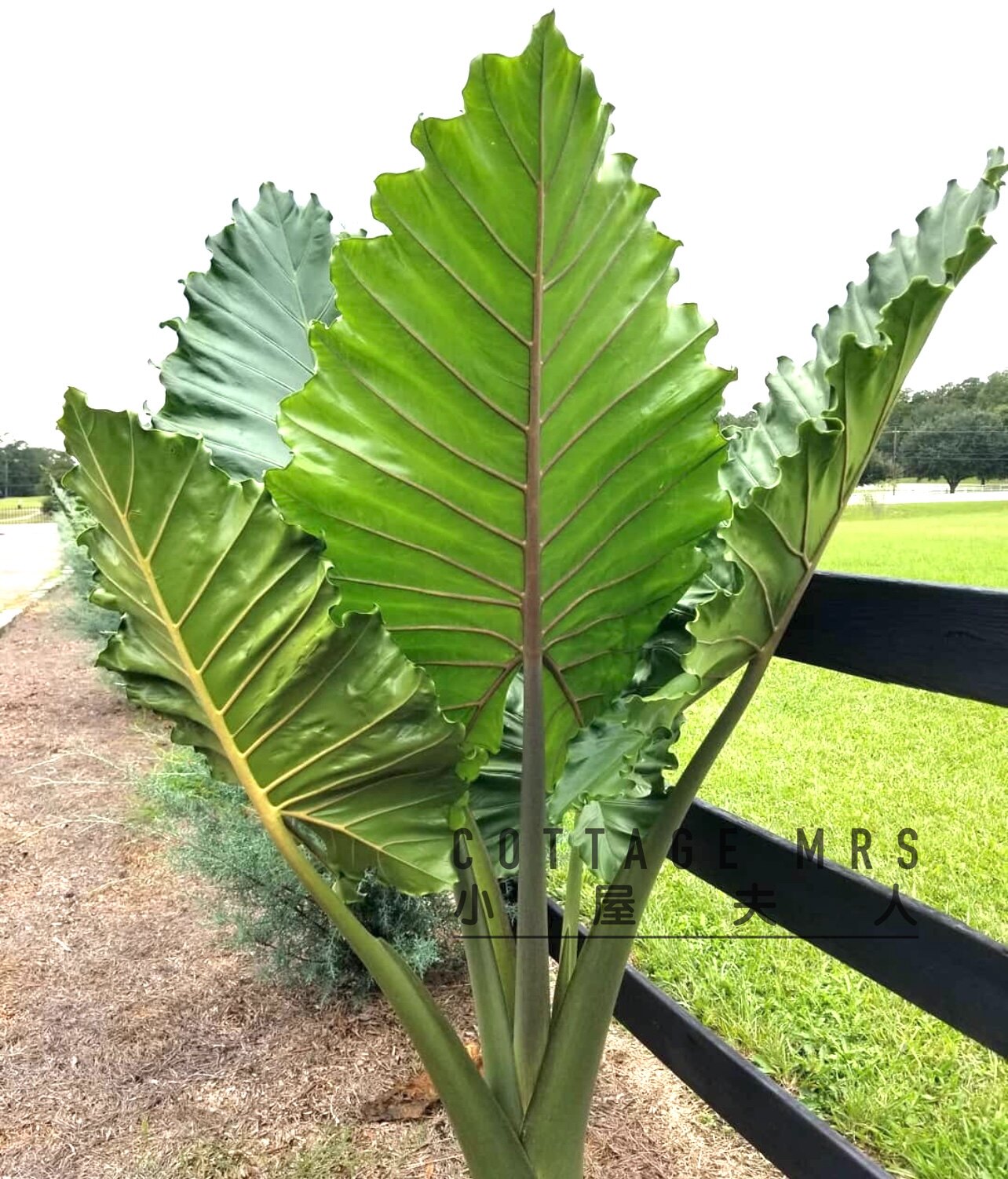 波尔图巨浪海芋可水培室内绿植盆栽阳台书房庭院客厅净化空气