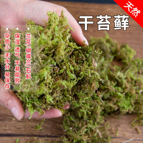 鲜活青苔 干水苔藓水草石斛兰花育苗种植宠物龟冬眠垫材包邮 - 封面