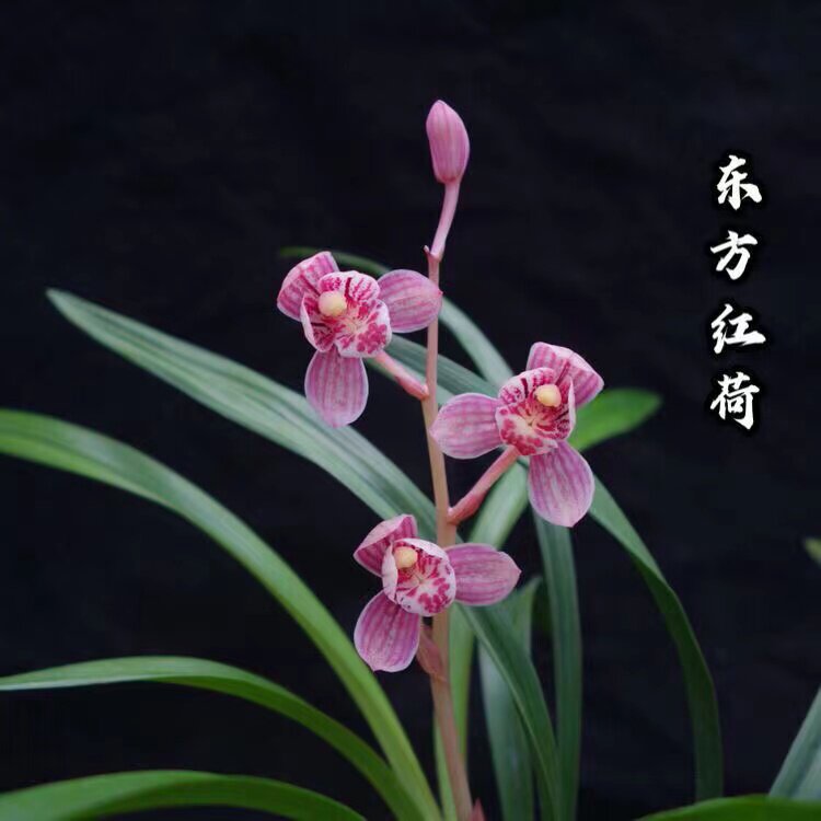 建兰东方红荷2-3苗裸根发货
