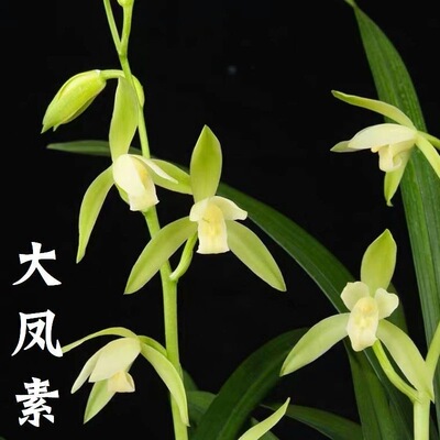 建兰大凤素2-3苗裸根发货
