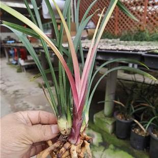 建兰市长红2-3苗裸根发货