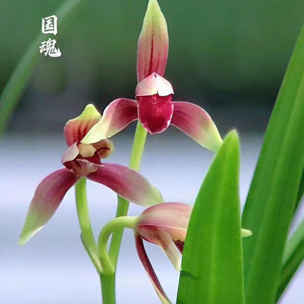 直播间一物一拍链接（直播间看好再下单）,鲜花速递/花卉仿真/绿植园艺,国兰/杂交兰/洋兰类,淘宝优惠券,粉丝福利购,淘宝优惠卷