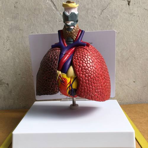 模型心喉肺解剖肺段肺脏