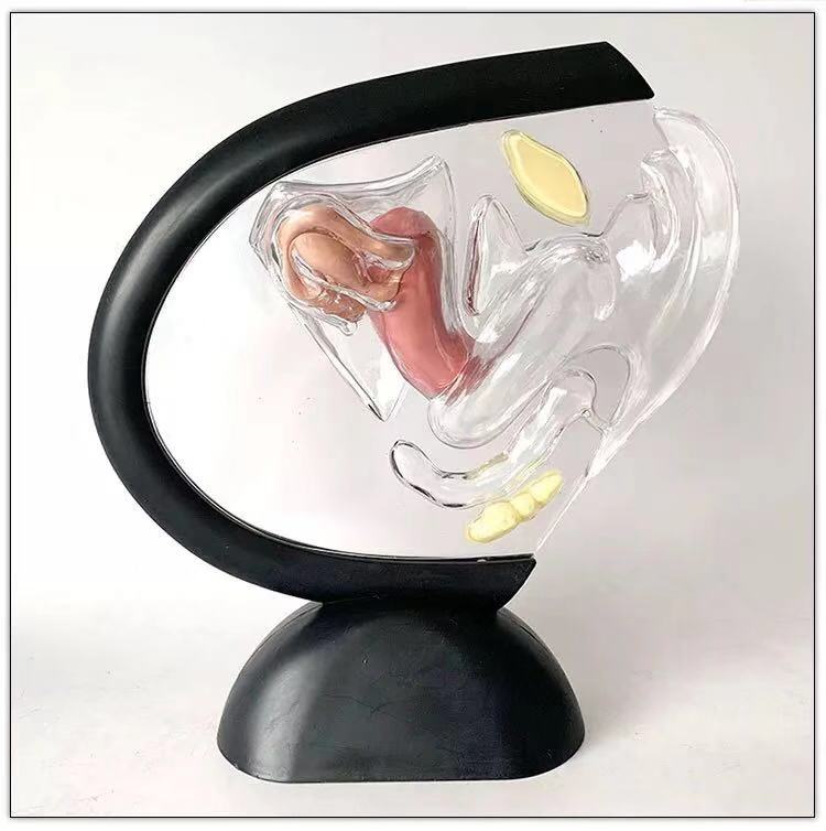 供应透明子宫模型 可视子宫构造内壁上环模型 生殖科模型避孕模型