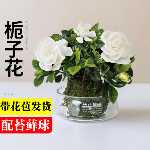 栀子花盆栽水培苔藓球开花植物