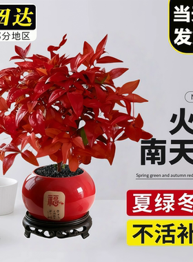 火焰南天竹盆栽红叶小盆景耐寒植物室内桌面好养观叶花卉四季绿植