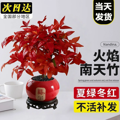 火焰南天竹盆栽红叶小盆景耐寒植物室内桌面好养观叶花卉四季绿植