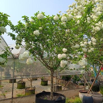 耐寒庭院别墅盆栽地栽中华木绣球树苗大花斗球风景植物点缀绿化苗