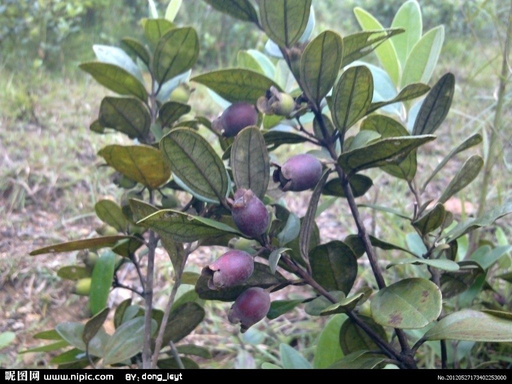 捻子果苗 山捻子苗乌稔桃金娘山花烂漫果苗盆栽棯子苗