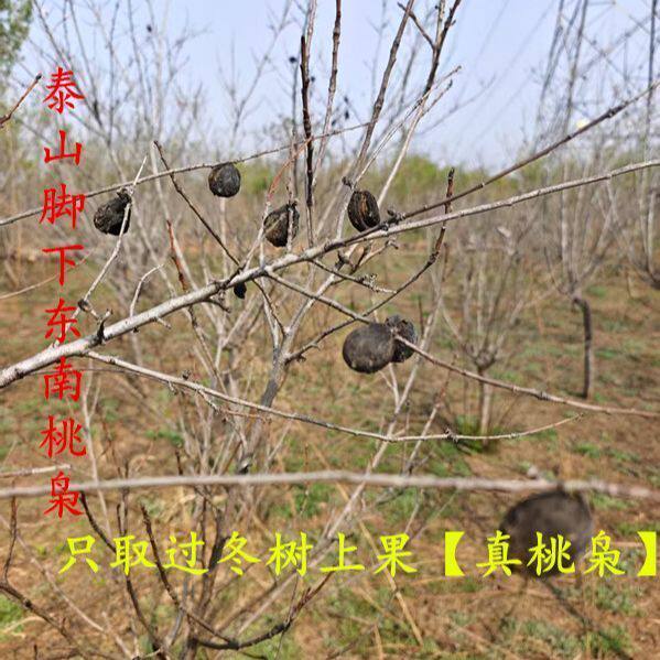 野生桃枭毛桃正宗毛桃核东南枝树上摘果真正的桃枭原皮恋枝桃桃奴