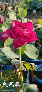【火凤凰】种藕潍坊荷苑中型荷花品种盆栽荷花水生花卉水景绿化