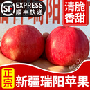 正宗新疆瑞阳苹果酥脆多汁比红富士好吃新鲜水果当季 顺丰