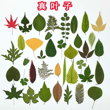 天然真树叶植物标本幼儿园手工贴画儿童diy干树叶落叶手工材料包