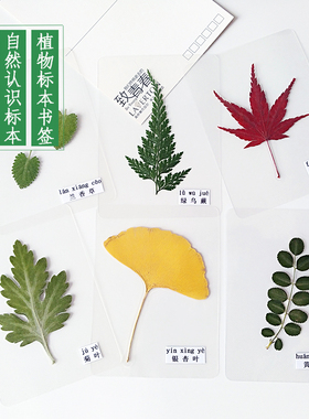 塑封树叶标本植物过塑绿色幼儿园认识叶子真枫叶学生书签贺卡天然