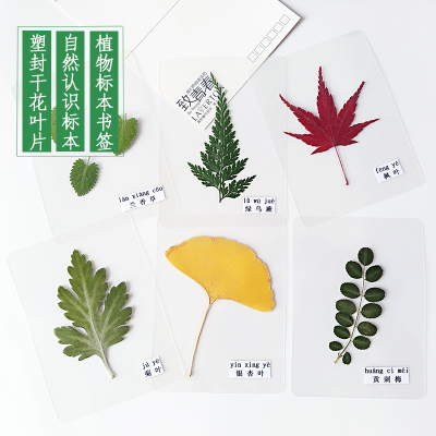 塑封树叶标本天然植物幼儿园认识