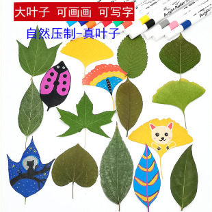 大叶天然真树叶植物标本幼儿园手工绘画儿童diy干树叶落叶材料包
