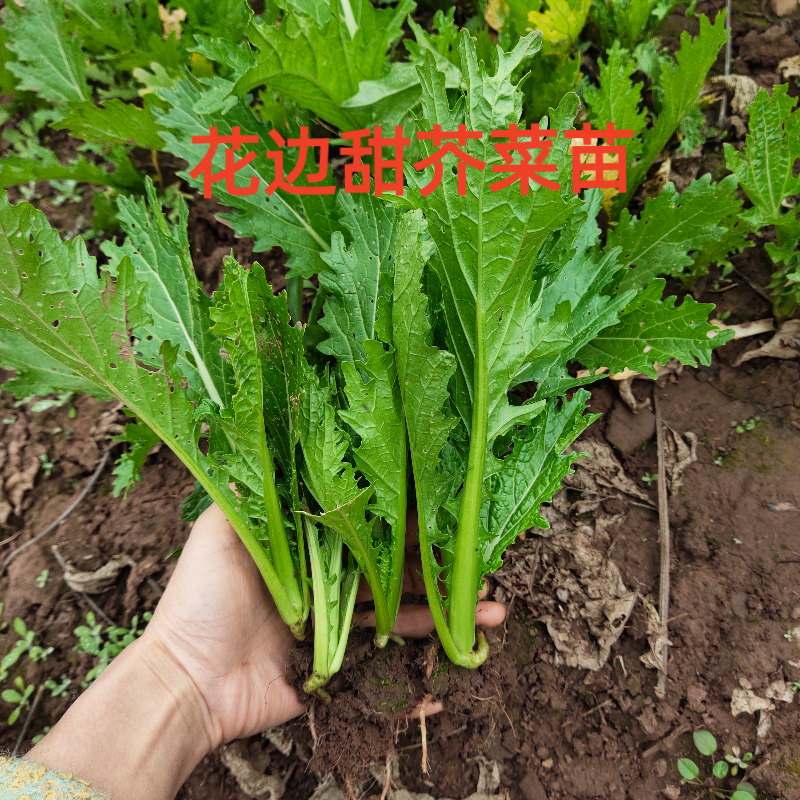 芥菜苗花边芥菜苗子秧苗甜芥菜苗香港芥菜棒棒菜耐寒蔬菜农家菜苗