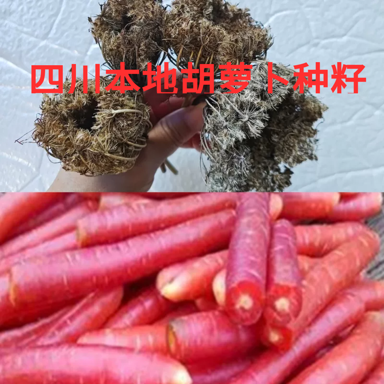 胡萝卜种籽四川本地胡萝卜种细心红萝卜种农家自留老品种水果萝卜