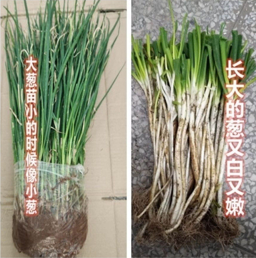 大葱苗四川本地葱黄苗秧苗非铁杆大葱苗四季大葱苗农家新鲜蔬菜苗