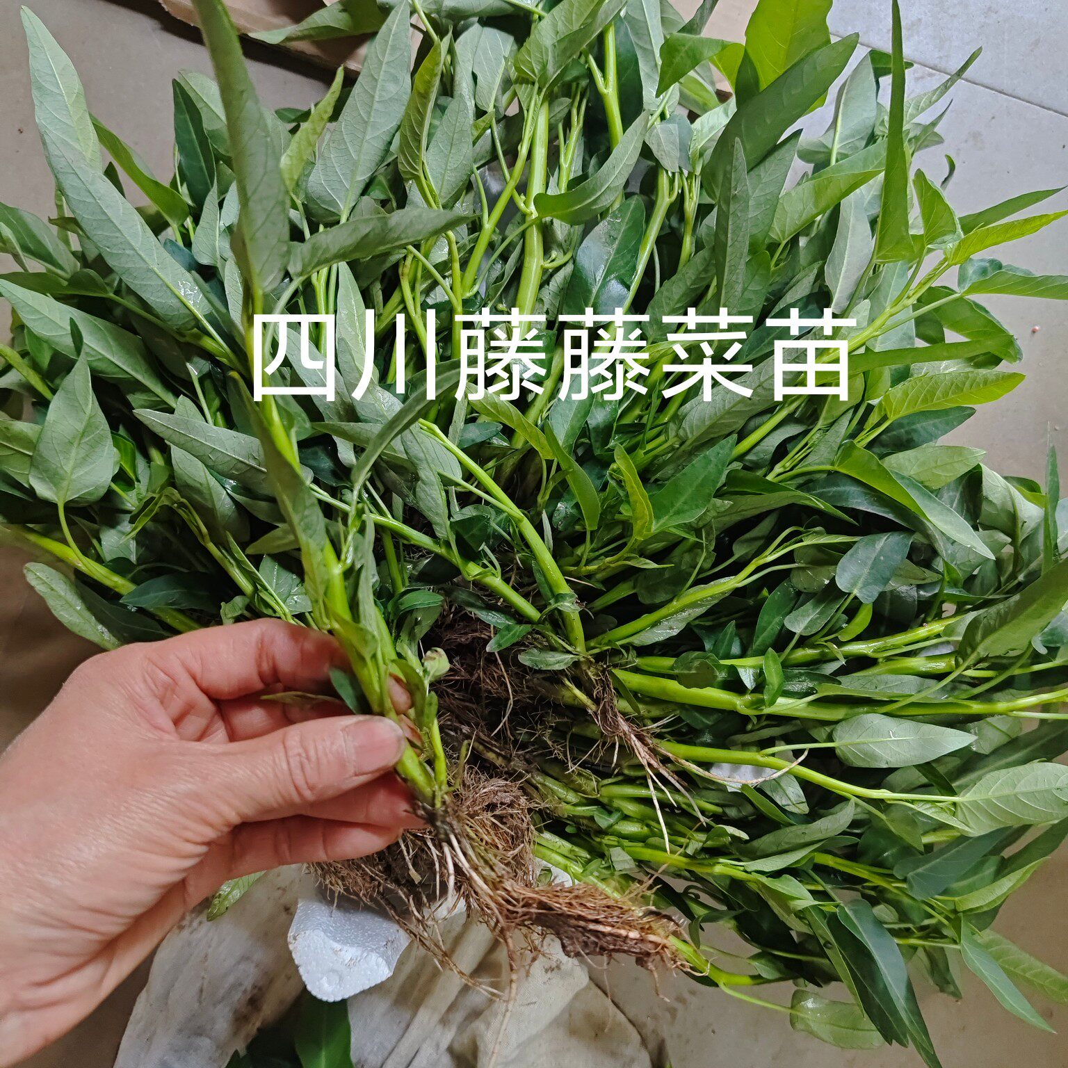 四川藤菜苗空心菜苗老根爬藤旱地水栽爽口脆嫩带根带泥发货