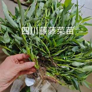 四川藤菜苗空心菜苗老根爬藤旱地水栽爽口脆嫩带根带泥发货