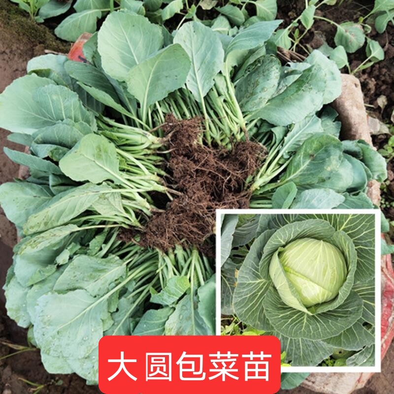 圆包菜苗子甘蓝菜苗莲花白秧苗有机会白花菜苗秋冬季耐寒蔬菜苗