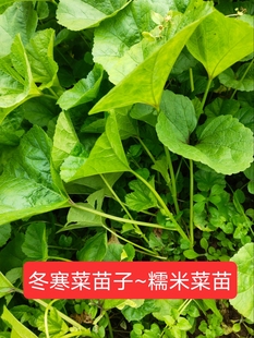 冬寒菜苗子冬汉菜秧苗糯米菜苗东汉菜马蹄菜冬苋菜菜耐寒蔬菜种子