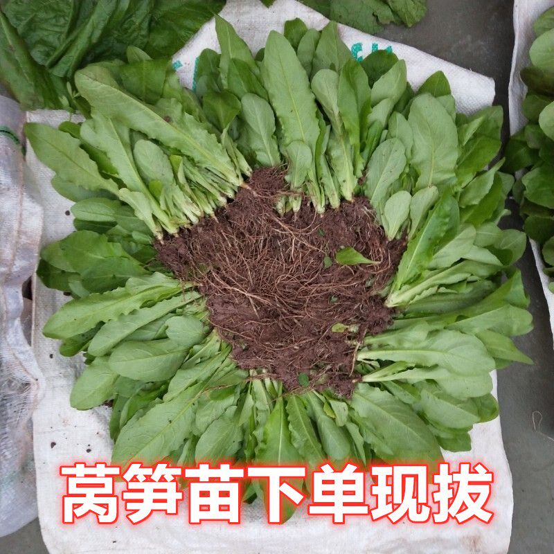 莴笋苗莴苣秧苗耐热蔬菜苗