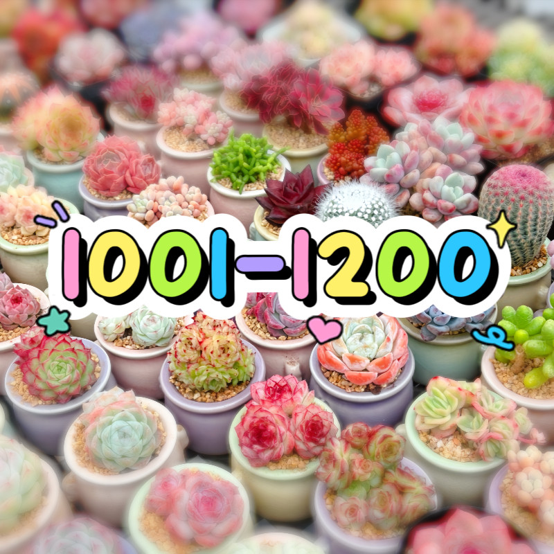 1001-1200两单包邮偏远除外