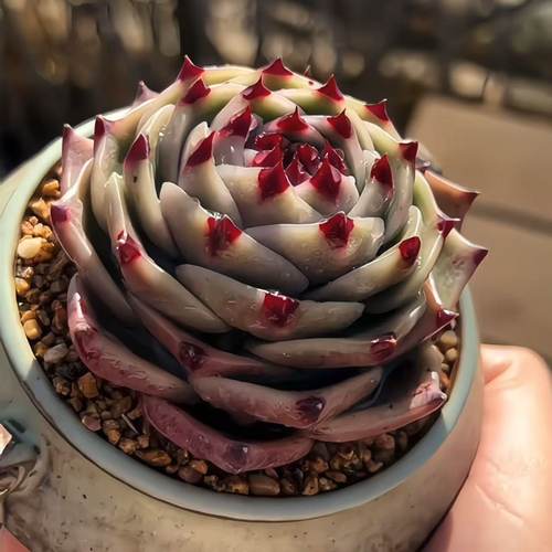 蓝龙懒人多头老桩大颗新手好养多肉稀有品种名贵多肉植物室内盆栽