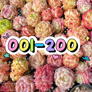 001-200两单包邮偏远除外