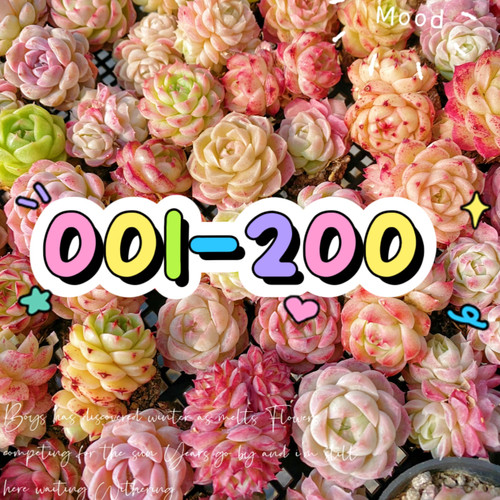 001-200两单包邮偏远除外