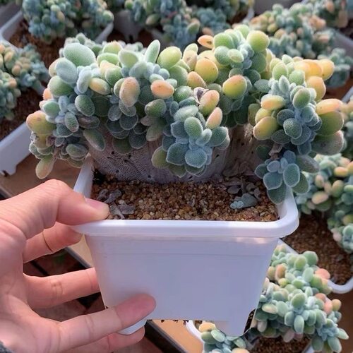 雪晃星缀化老桩大颗有品种名贵新手好养多肉稀多肉植物室内盆栽