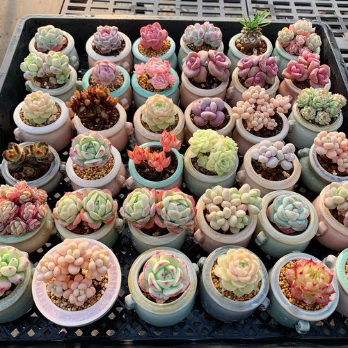 迷你盆栽带盆多肉植物多肉小盆栽小老桩小多肉精品名贵稀有拇指盆