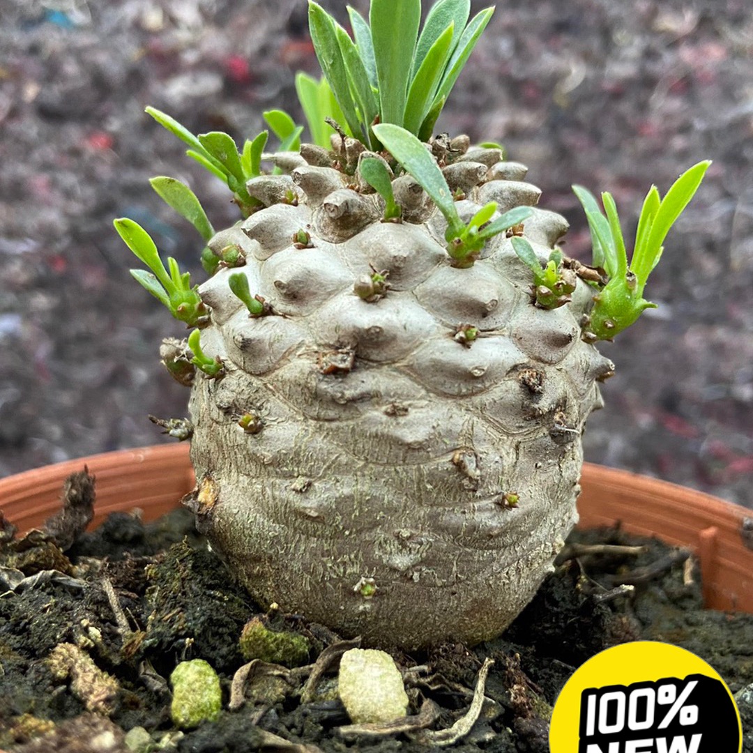 铁甲麒麟群生峨眉山【菠萝胡巴】大戟科块根多肉植物稀有盆栽绿植-封面